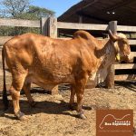 Irmãos Brant - ARABIA FIV 2B