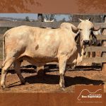Irmãos Brant - AUSTRIA FIV 2B