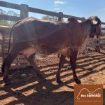 Irmãos Brant - BALANÇA FIV DO BASA