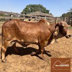 Irmãos Brant - AGUIA FIV 2B