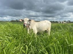 Irmãos Brant - Consórcio de gramíneas com leguminosas em ILP eleva ganho de peso de bovinos e reduz emissões de metano