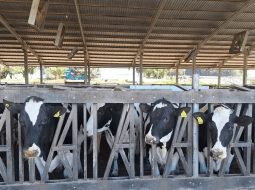 Irmãos Brant - Após ano de crescimento, setor de leite tende a colocar o pé no freio em 2026