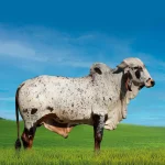 Irmãos Brant - QUEROQUERO FIV CV