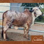 Irmãos Brant - ALFAFA FIV DE BRASILIA