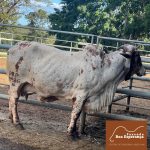 Irmãos Brant - ATALAIA FIV DE BRASILIA