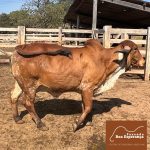 Irmãos Brant - ALASCA FIV 2B