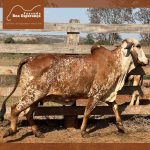 Irmãos Brant - BASA – VIA LACTEA ALFA FIV